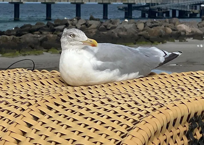 Ostseezeit 1 Schönberg in Holstein